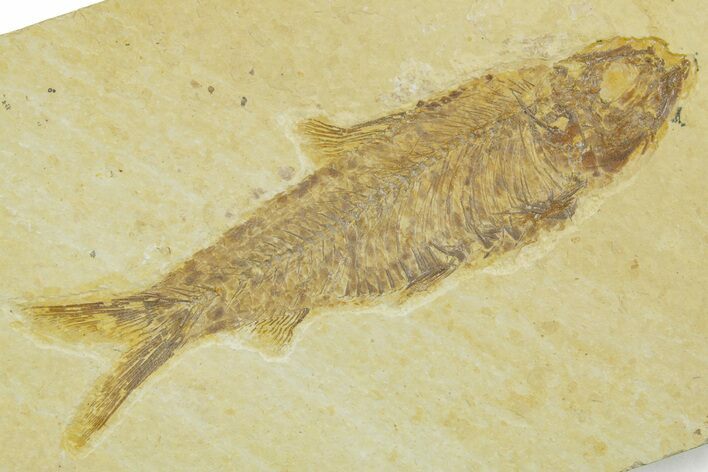 Detailed Fossil Fish (Knightia) - Wyoming #369388